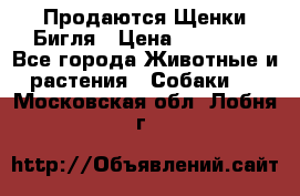 Продаются Щенки Бигля › Цена ­ 35 000 - Все города Животные и растения » Собаки   . Московская обл.,Лобня г.